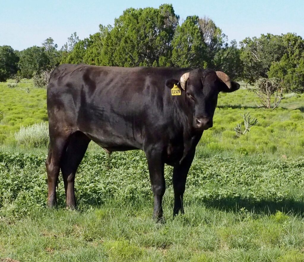 Japanese Shorthorn wagyu